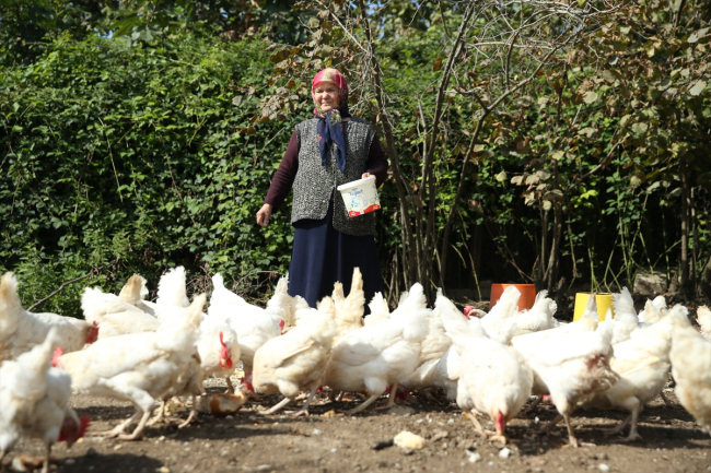 Devlet desteğiyle tavuk çiftliği kurdu